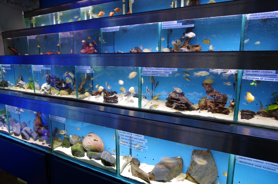 fish aquarium store